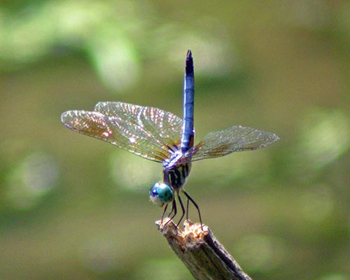 Green Darner